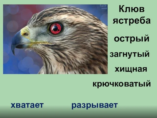 Клюв ястреба загнутый острый хищная крючковатый хватает разрывает