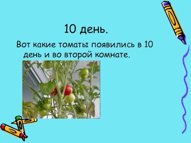 10 день. Вот какие томаты появились в 10 день и во второй комнате.