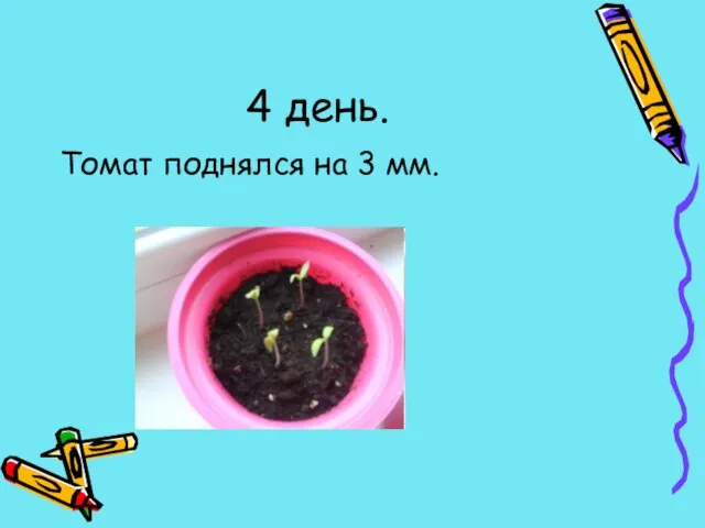 4 день. Томат поднялся на 3 мм.