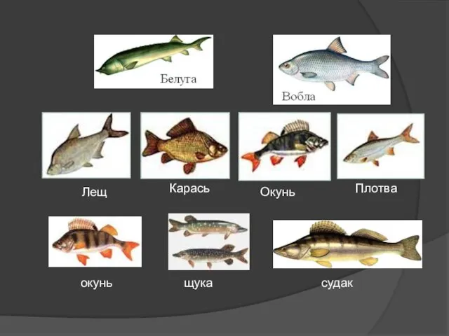 Лещ Карась Окунь Плотва щука судак окунь