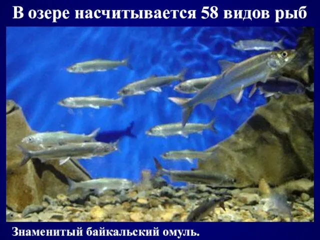 В озере насчитывается 58 видов рыб Знаменитый байкальский омуль.