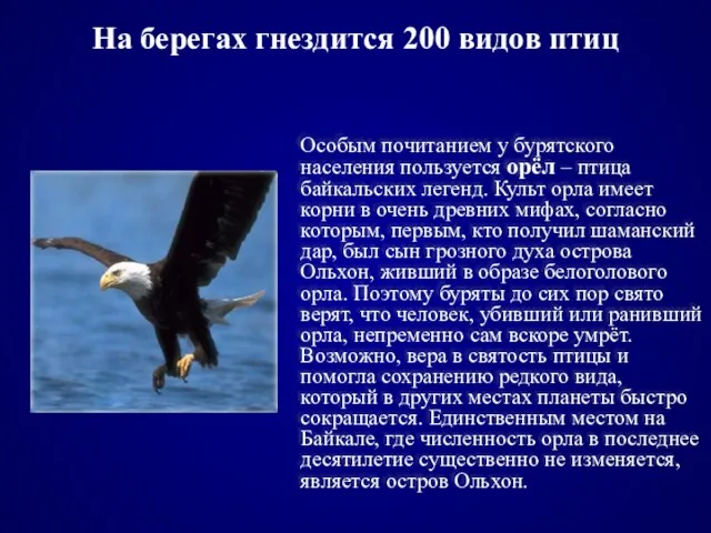 На берегах гнездится 200 видов птиц Особым почитанием у бурятского населения пользуется