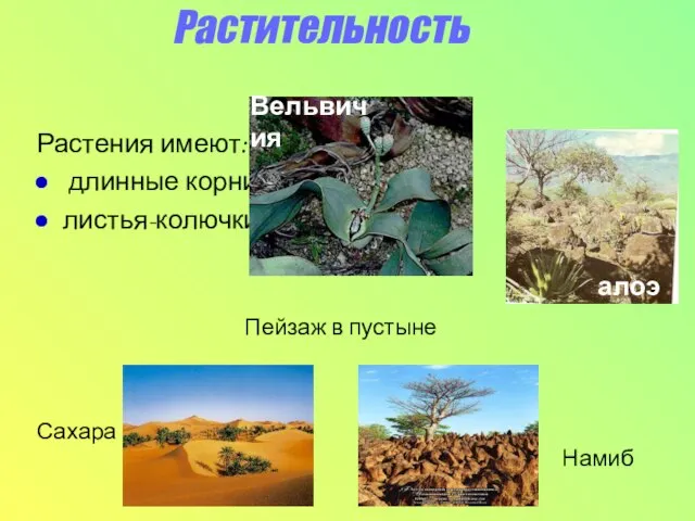 Растительность Растения имеют: длинные корни листья-колючки Вельвичия Пейзаж в пустыне Сахара Намиб алоэ