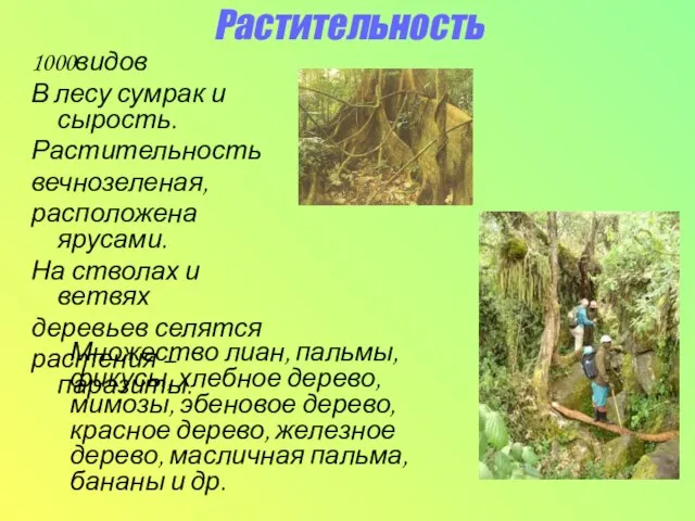 Растительность 1000видов В лесу сумрак и сырость. Растительность вечнозеленая, расположена ярусами. На