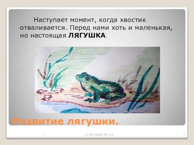 Развитие лягушки. Наступает момент, когда хвостик отваливается. Перед нами хоть и маленькая,