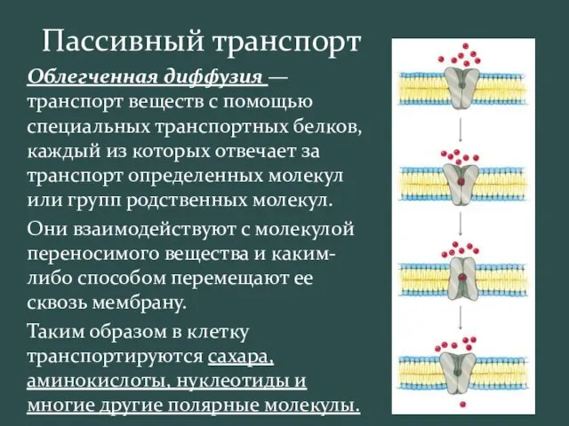 Пассивный транспорт Облегченная диффузия — транспорт веществ с помощью специальных транспортных белков,