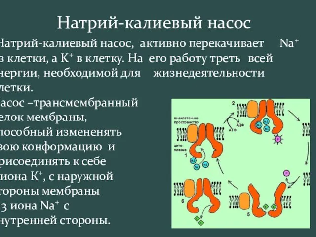 Натрий-калиевый насос Натрий-калиевый насос, активно перекачивает Na+ из клетки, а K+ в