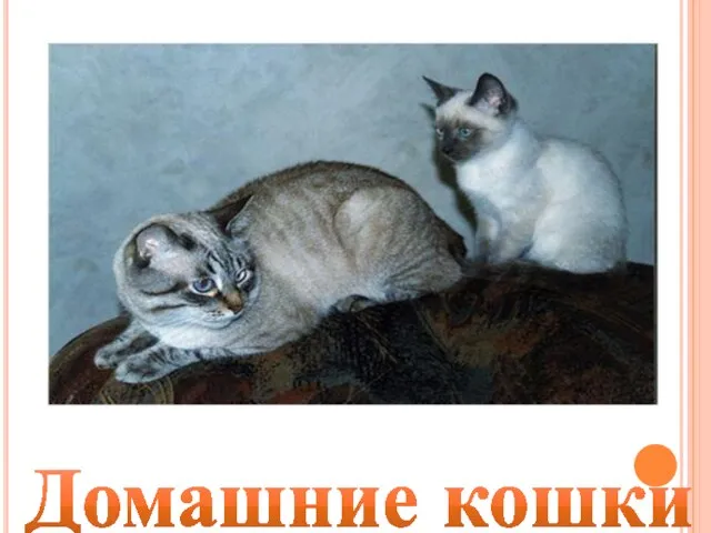 Домашние кошки