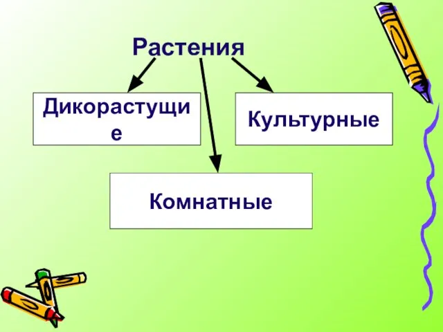 Растения Дикорастущие Культурные Комнатные