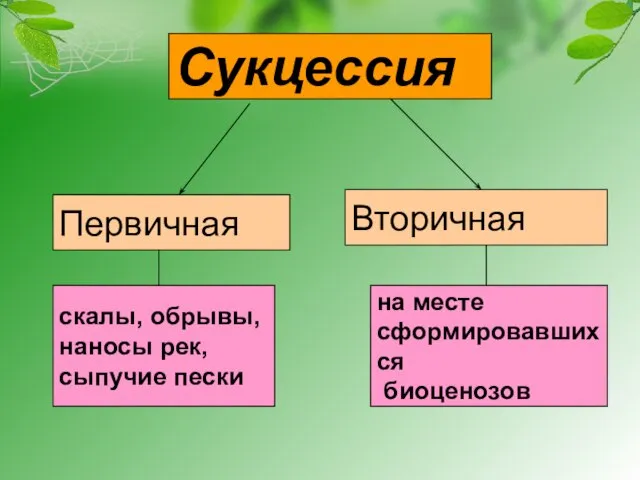 Сукцессия Первичная Вторичная скалы, обрывы, наносы рек, сыпучие пески на месте сформировавшихся биоценозов