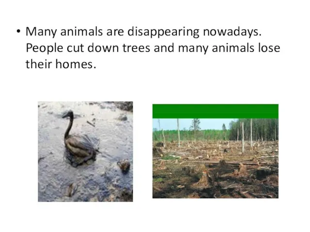 Many animals are disappearing nowadays. People cut down trees and many animals lose their homes.
