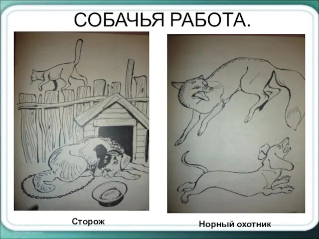 СОБАЧЬЯ РАБОТА. Сторож Норный охотник