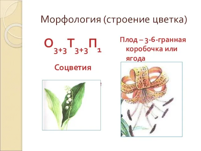 Морфология (строение цветка) О3+3Т3+3П1 Соцветия кистевидные Плод – 3-6-гранная коробочка или ягода