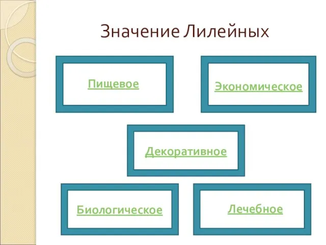 Значение Лилейных Декоративное Биологическое Пищевое Лечебное Экономическое