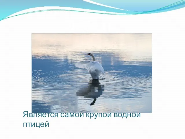 Является самой крупой водной птицей Лебедь