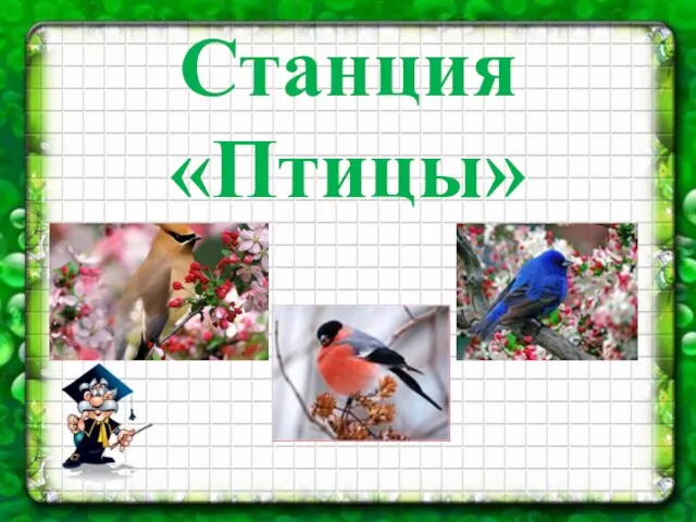 Станция «Птицы»