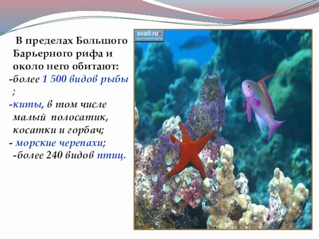 В пределах Большого Барьерного рифа и около него обитают: более 1 500