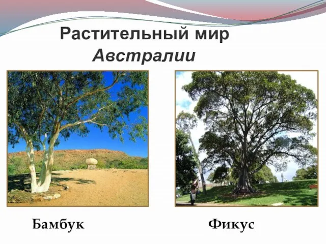 Растительный мир Австралии Бамбук Фикус