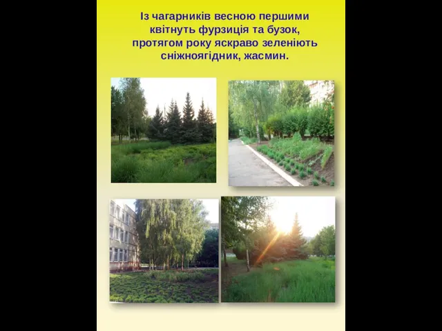 Із чагарників весною першими квітнуть фурзиція та бузок, протягом року яскраво зеленіють сніжноягідник, жасмин.