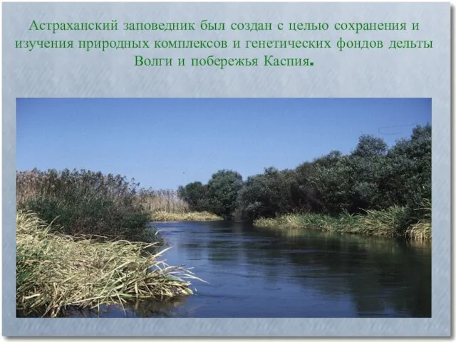 Астраханский заповедник был создан с целью сохранения и изучения природных комплексов и