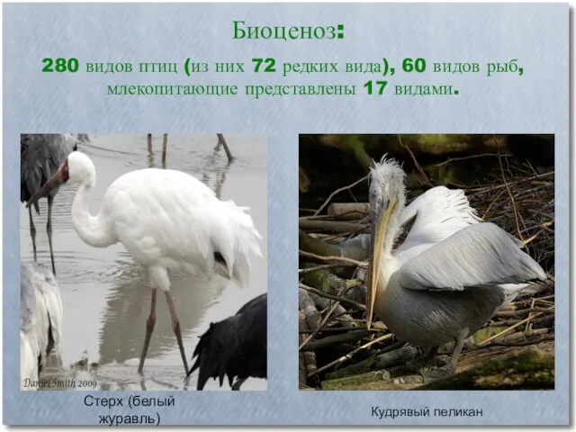 Биоценоз: 280 видов птиц (из них 72 редких вида), 60 видов рыб,