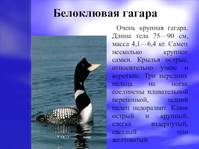 Белоклювая гагара Очень крупная гагара. Длина тела 75—90 см, масса 4,1—6,4 кг.