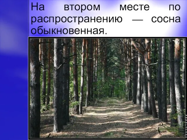 На втором месте по распространению — сосна обыкновенная.