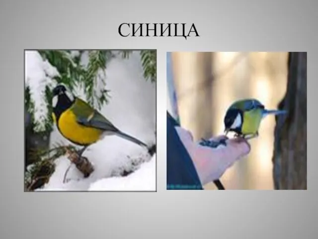 СИНИЦА