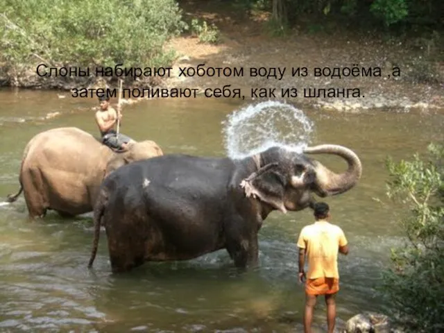 Слоны набирают хоботом воду из водоёма ,а затем поливают себя, как из шланга.