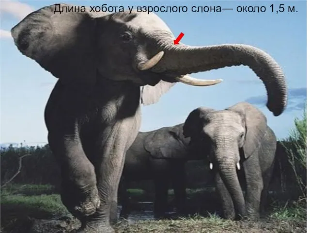 Длина хобота у взрослого слона— около 1,5 м.