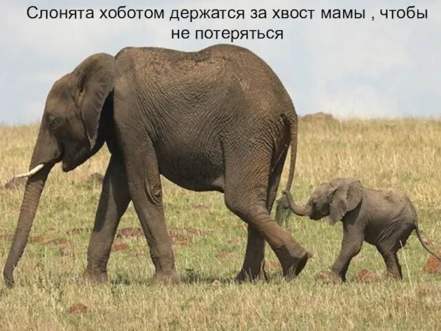 Как дети держатся за руку матери, так слонята ходят, держась хоботком за