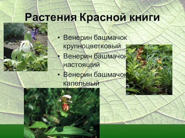 Растения Красной книги Венерин башмачок крупноцветковый Венерин башмачок настоящий Венерин башмачок капельный