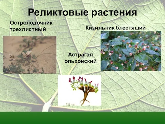 Реликтовые растения Астрагал ольхонский Кизильник блестящий Остролодочник трехлистный