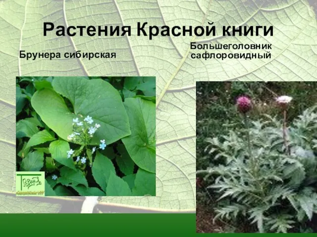 Растения Красной книги Брунера сибирская Большеголовник сафлоровидный