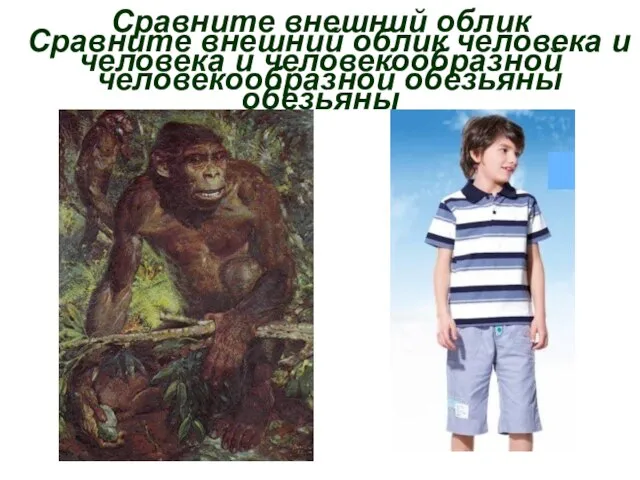 Сравните внешний облик человека и человекообразной обезьяны Сравните внешний облик человека и человекообразной обезьяны