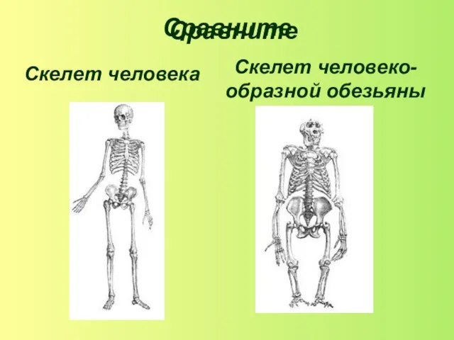 Сравните Сравните Скелет человека Скелет человеко-образной обезьяны
