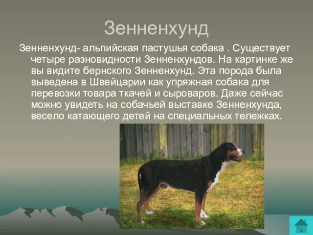 Зенненхунд Зенненхунд- альпийская пастушья собака . Существует четыре разновидности Зенненхундов. На картинке