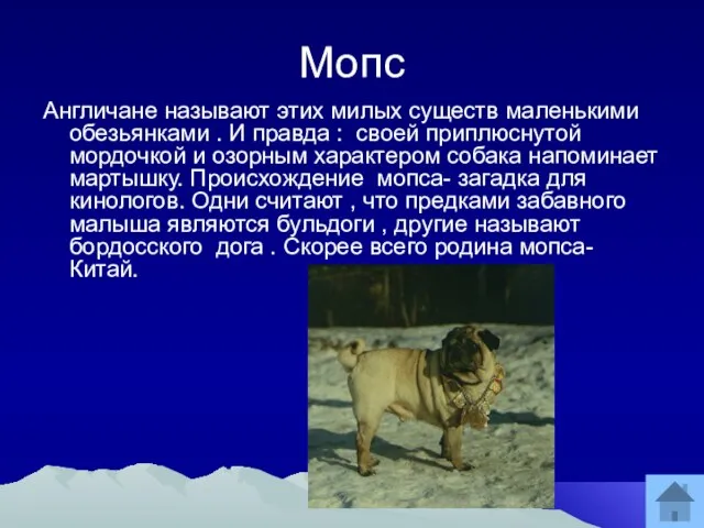 Мопс Англичане называют этих милых существ маленькими обезьянками . И правда :