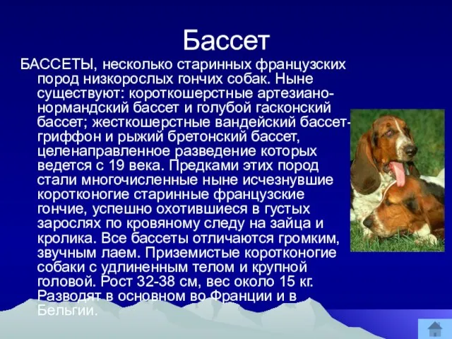 Бассет БАССЕТЫ, несколько старинных французских пород низкорослых гончих собак. Ныне существуют: короткошерстные