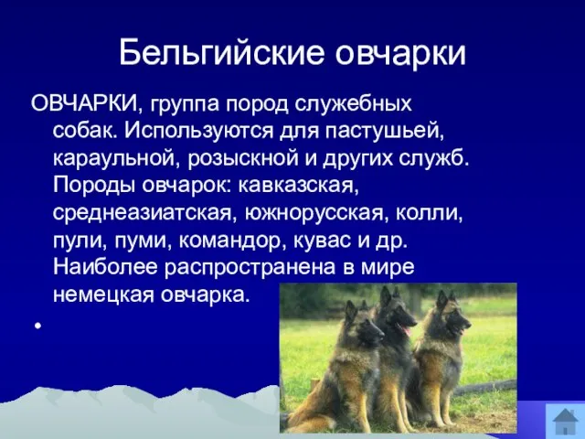 Бельгийские овчарки ОВЧАРКИ, группа пород служебных собак. Используются для пастушьей, караульной, розыскной