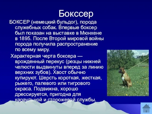 Бокссер БОКСЕР (немецкий бульдог), порода служебных собак. Впервые боксер был показан на