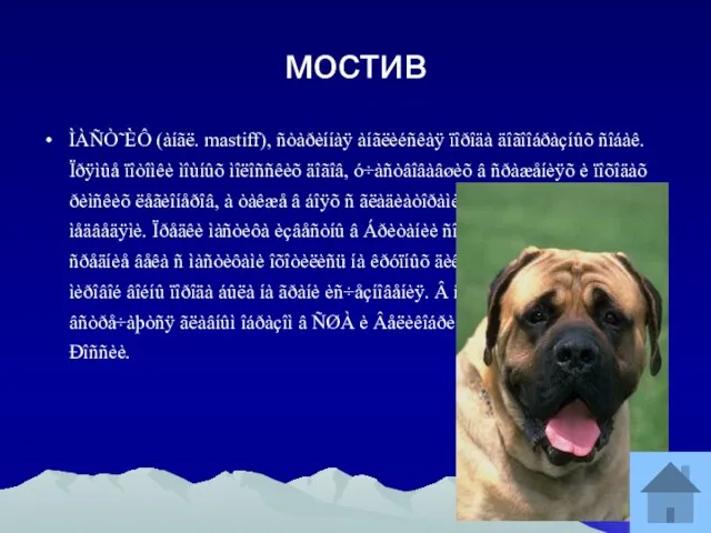 мостив ÌÀÑÒ˜ÈÔ (àíãë. mastiff), ñòàðèííàÿ àíãëèéñêàÿ ïîðîäà äîãîîáðàçíûõ ñîáàê. Ïðÿìûå ïîòîìêè ìîùíûõ