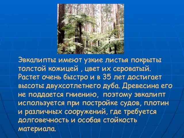 Эвкалипты имеют узкие листья покрыты толстой кожицей , цвет их сероватый. Растет