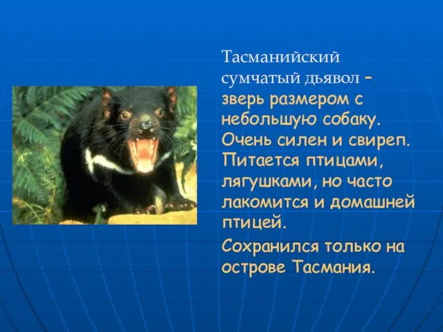 Тасманийский сумчатый дьявол – зверь размером с небольшую собаку. Очень силен и