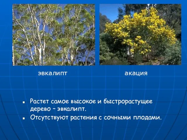 Растет самое высокое и быстрорастущее дерево – эвкалипт. Отсутствуют растения с сочными плодами. эвкалипт акация