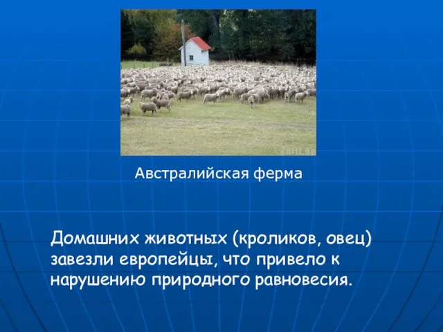 Домашних животных (кроликов, овец) завезли европейцы, что привело к нарушению природного равновесия. Австралийская ферма