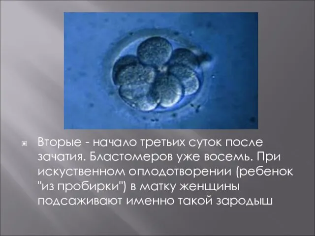 Вторые - начало третьих суток после зачатия. Бластомеров уже восемь. При искуственном