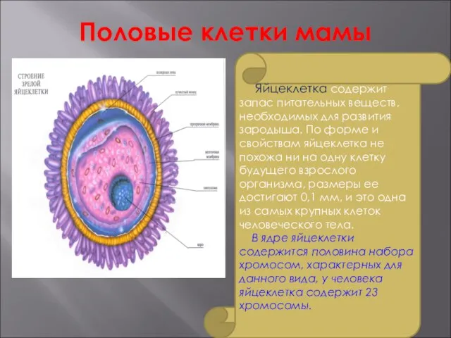 Половые клетки мамы Яйцеклетка содержит запас питательных веществ, необходимых для развития зародыша.