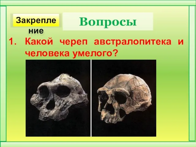 Вопросы Какой череп австралопитека и человека умелого? Закрепление