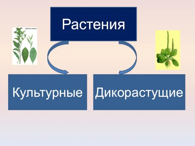 Растения Культурные Дикорастущие